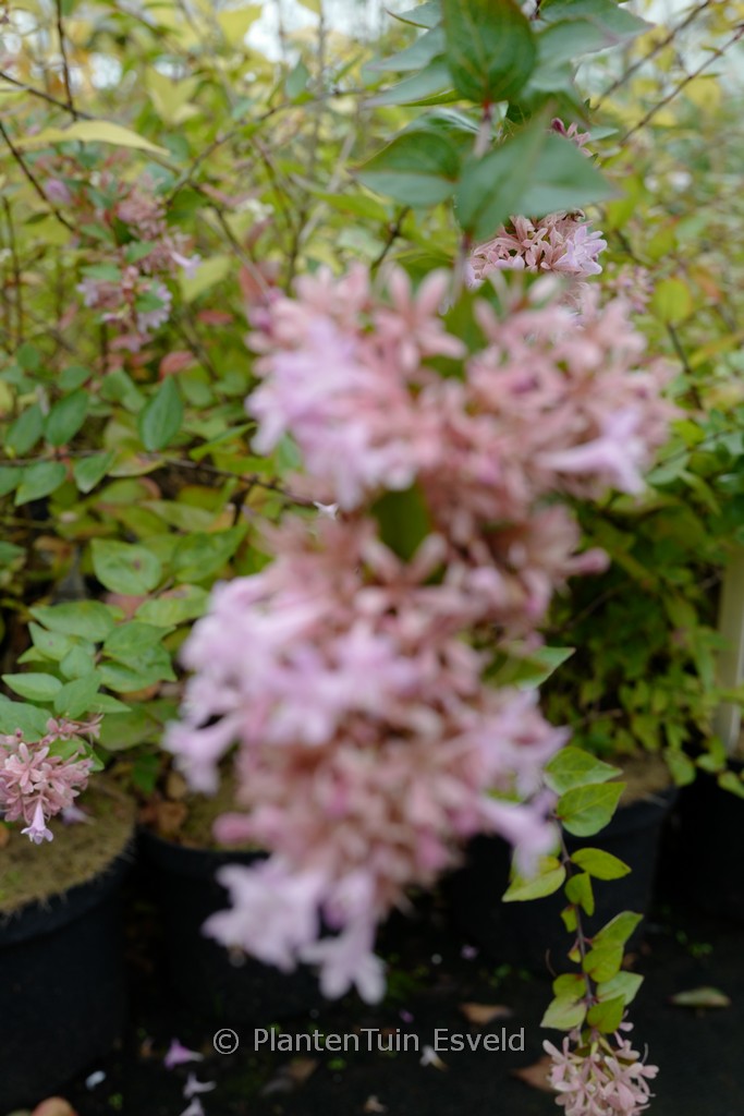 Abelia grandiflora ‘Canyon Creek’