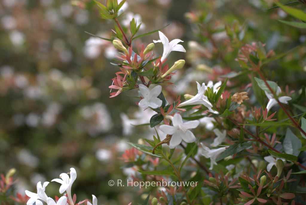 Abelia grandiflora ‘Compacta’