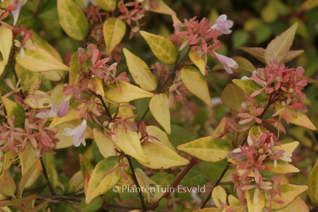 Abelia grandiflora ‘Francis Mason’