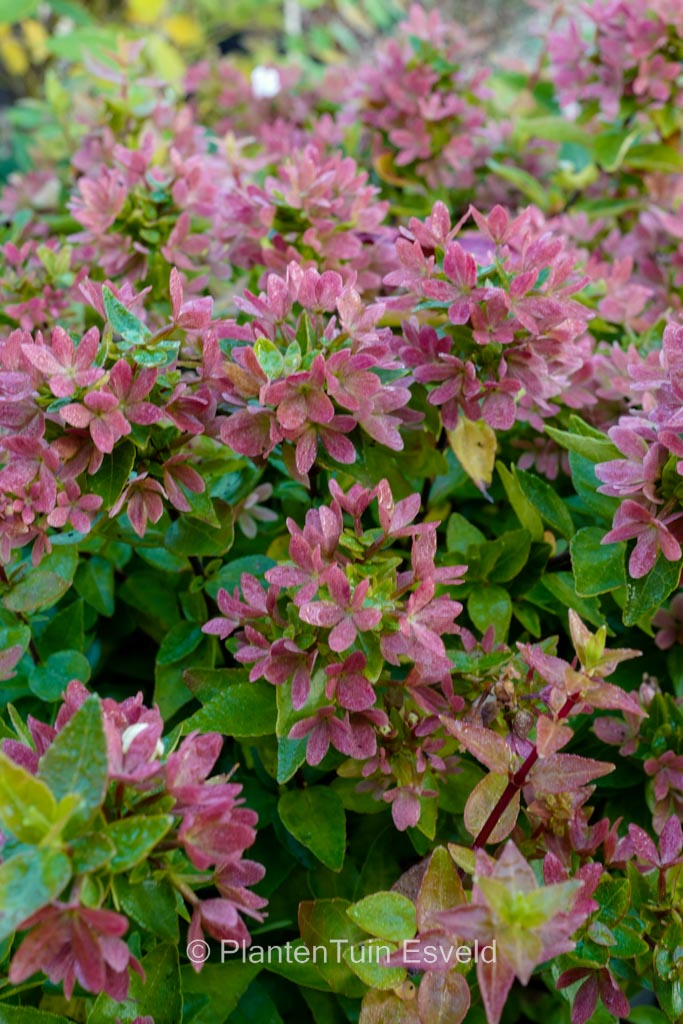 Abelia grandiflora ‘Little Lady’