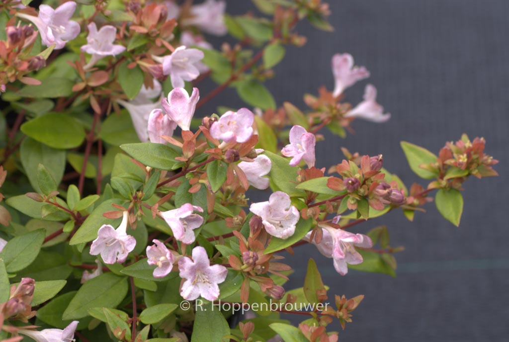 Abelia grandiflora ‘Minedward’ (PETITE GARDEN)