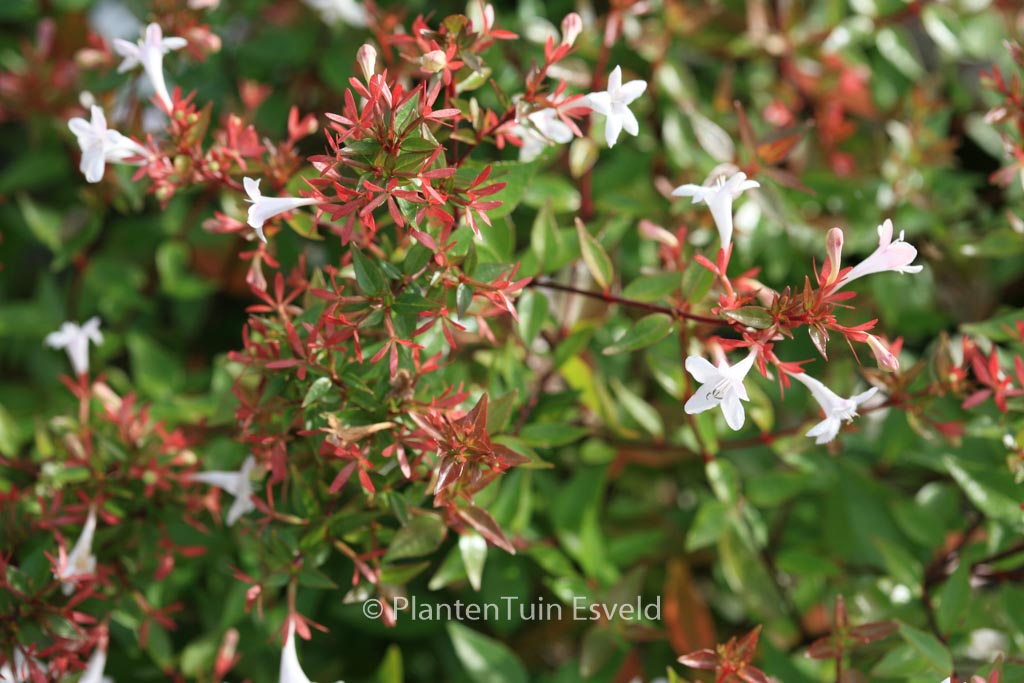 Abelia grandiflora ‘Prostrata’