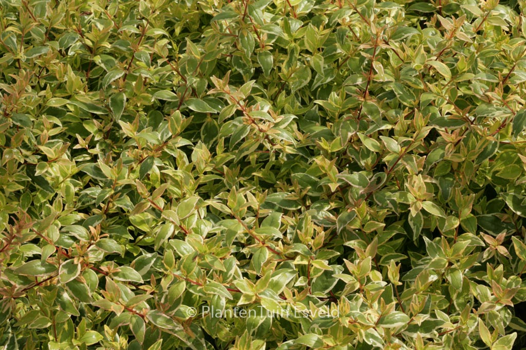 Abelia grandiflora ‘Radiance’