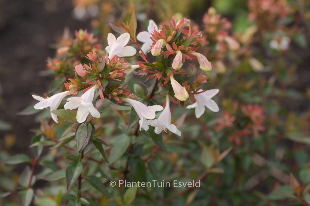 Abelia grandiflora ‘Sherwood’