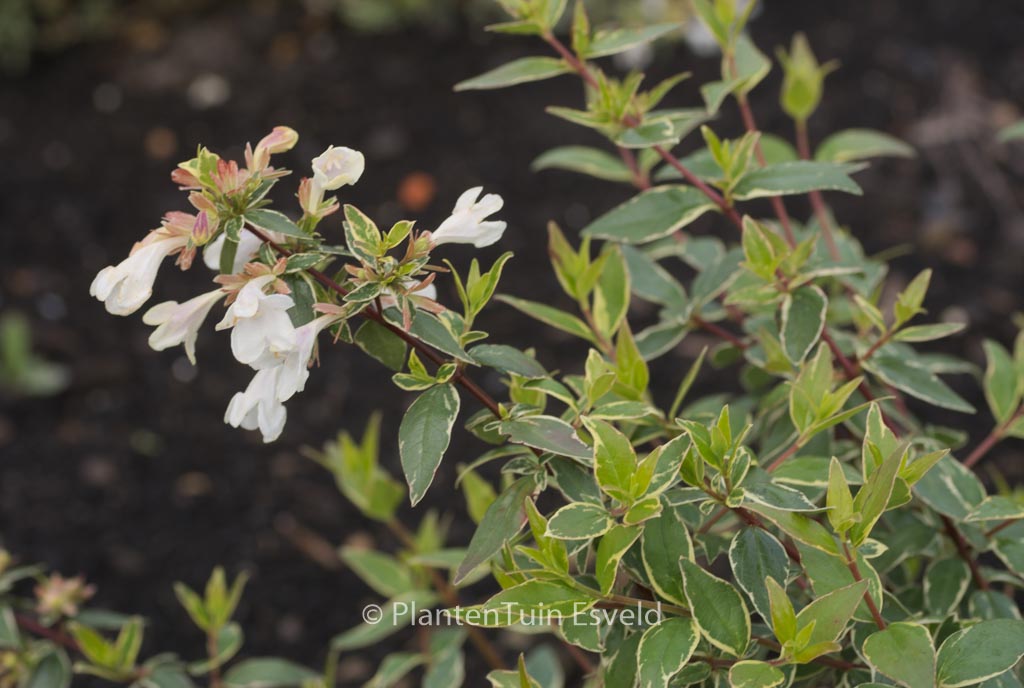 Abelia grandiflora ‘Wevo1’ (LUCKY LOTS)
