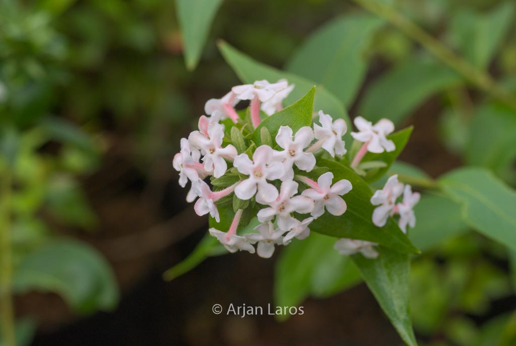 Abelia mosanensis ‘Monia’ (BRIDAL BOUQUET)