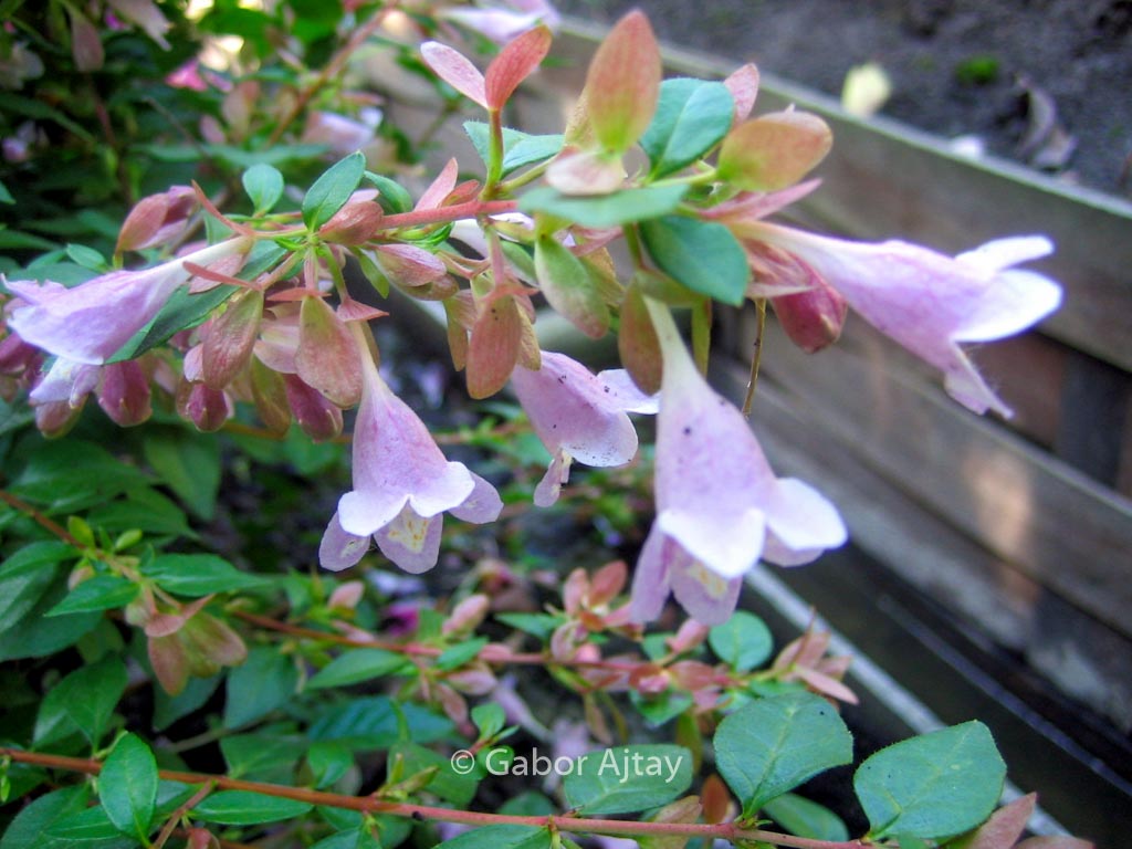 Abelia parviflora ‘Bumblebee’
