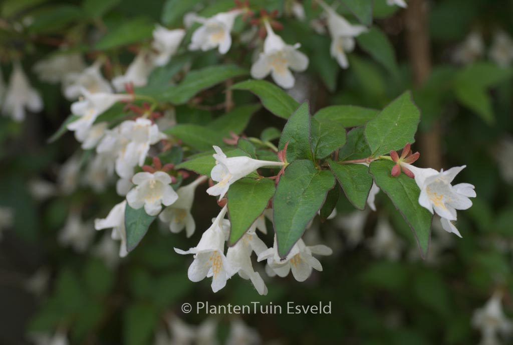 Abelia spathulata