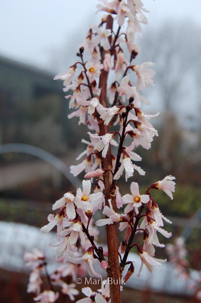 Abeliophyllum distichum ‘Roseum’