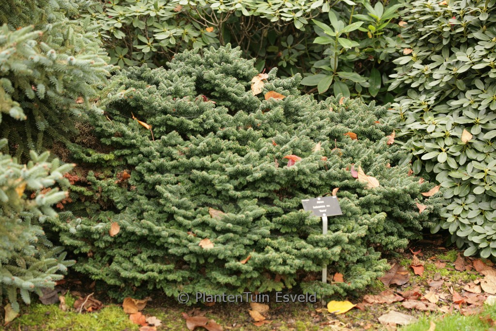 Abies balsamea ‘Nana’