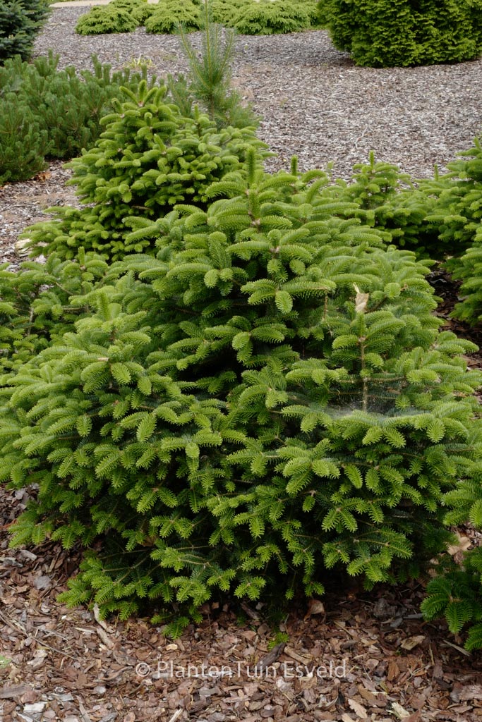 Abies cephalonica ‘Meyer’s Dwarf’