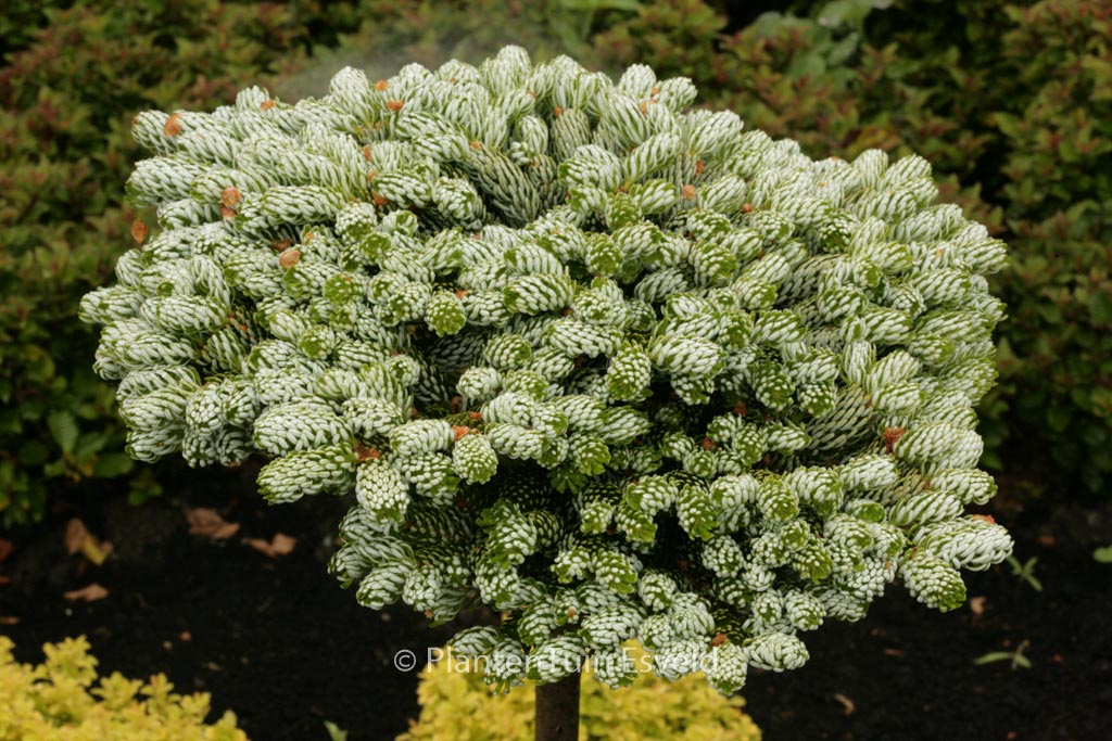 Abies koreana ‘Kohout’s Icebreaker’