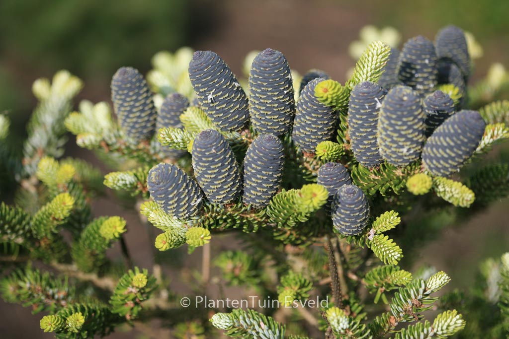 Abies koreana ‘Luminetta’