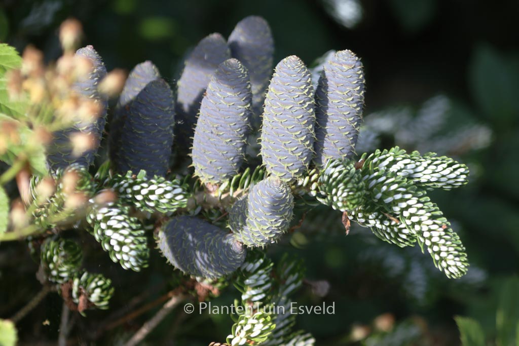 Abies koreana ‘Silver Show’