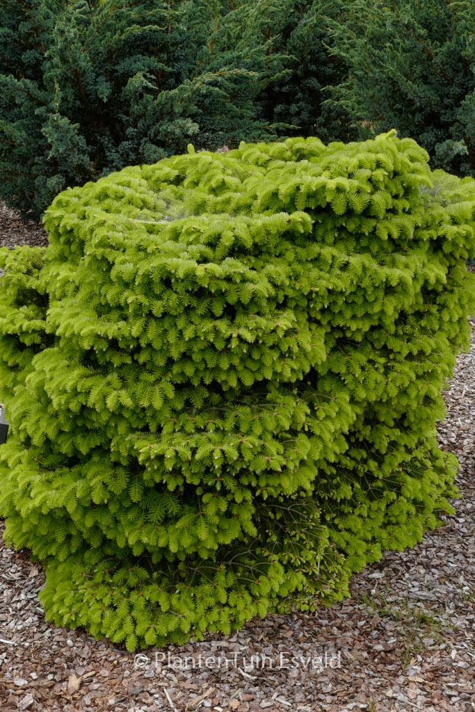 Abies nordmanniana ‘Barabits Compact’