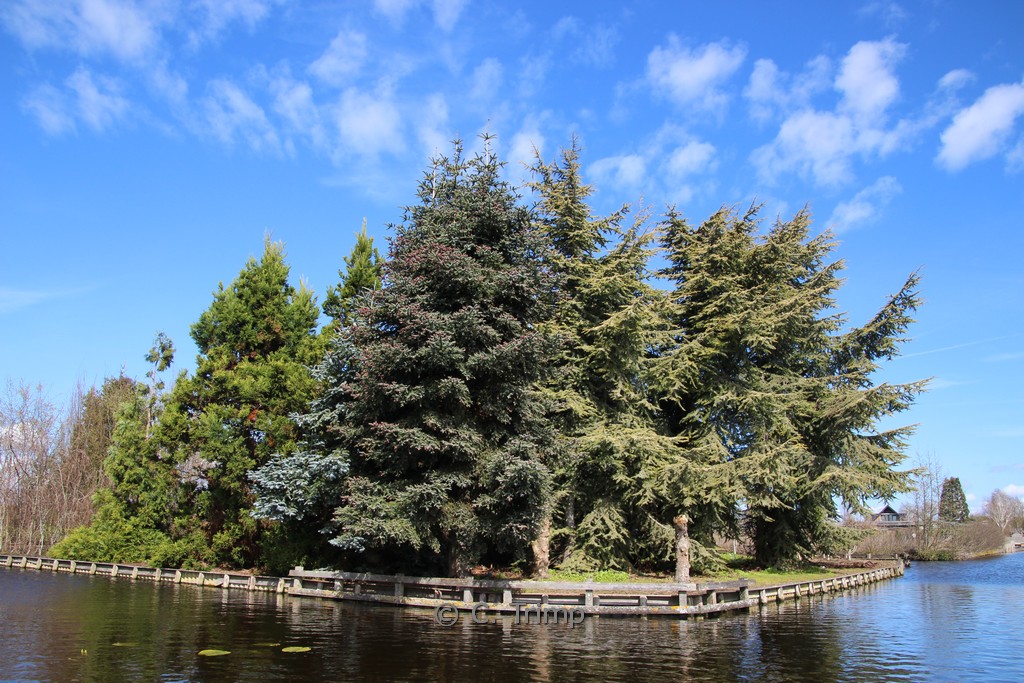 Abies pinsapo ‘Glauca’