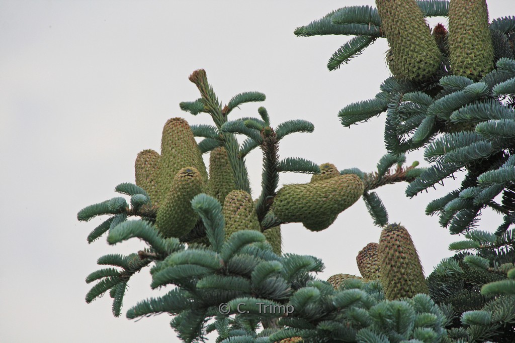 Abies procera ‘Glauca’