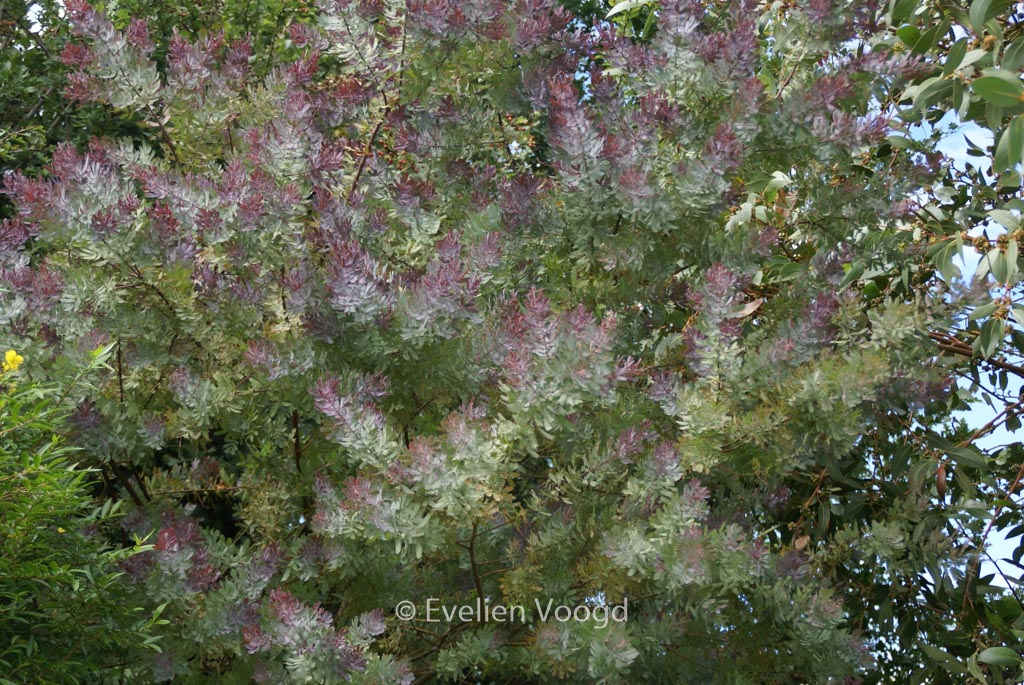 Acacia baileyana ‘Purpurea’