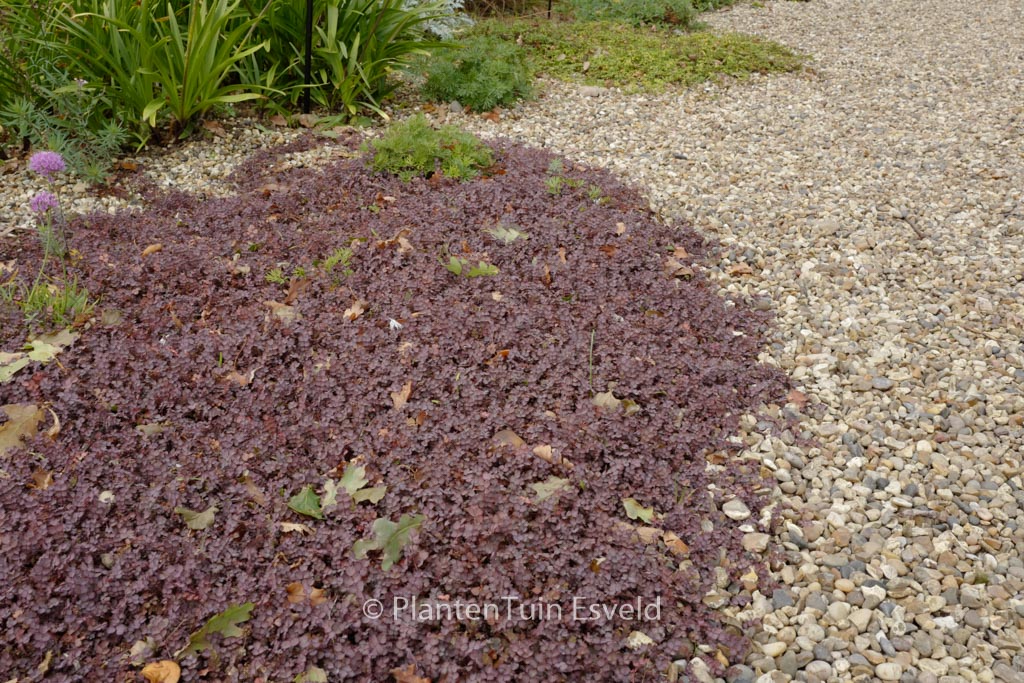 Acaena inermis ‘Purpurea’