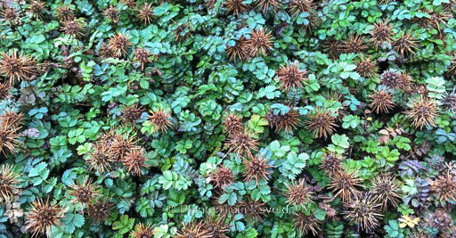 Acaena microphylla ‘Dichte Matte’