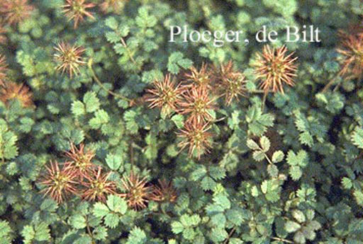 Acaena microphylla