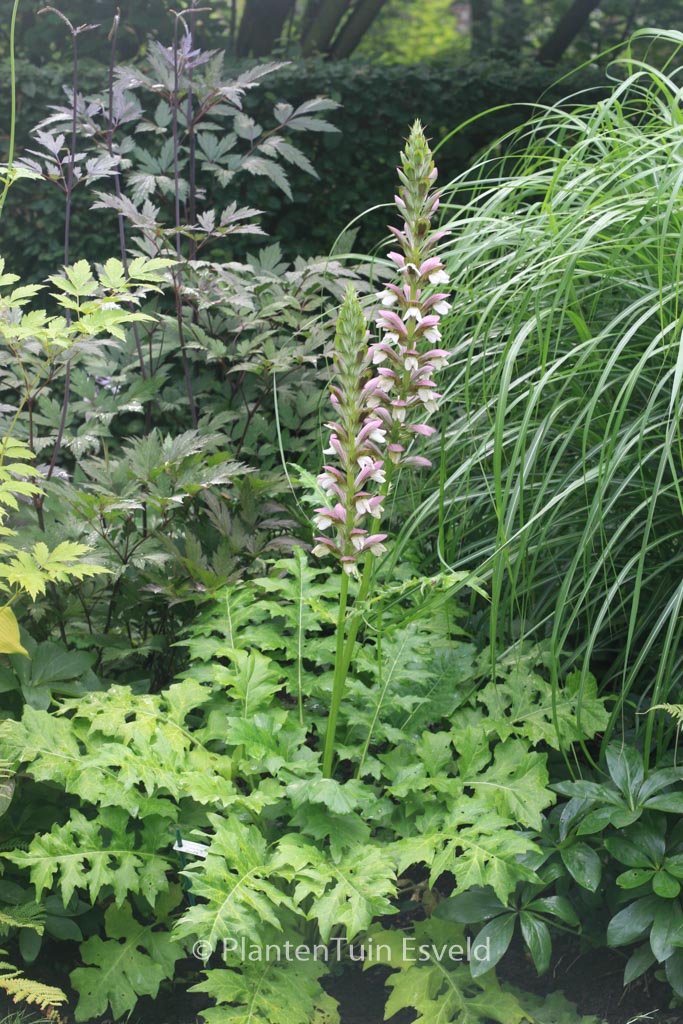 Acanthus ‘Morning Candle’