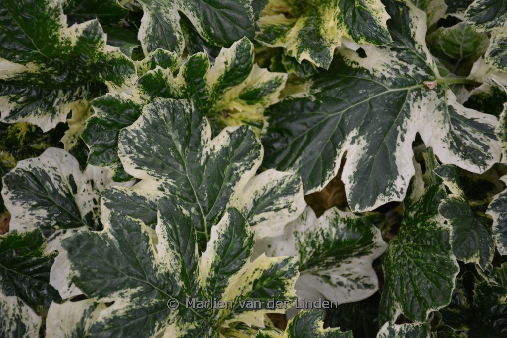 Acanthus ‘Whitewater’