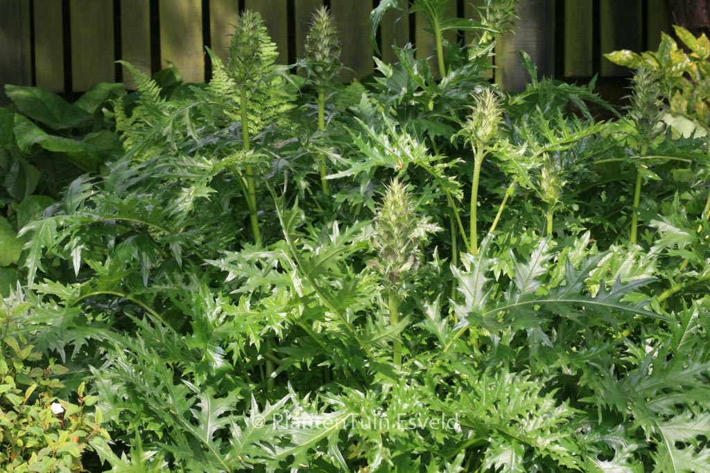 Acanthus hungaricus
