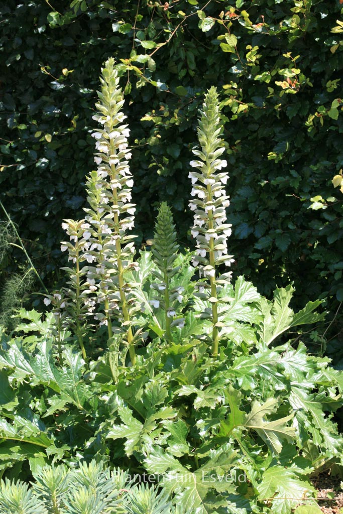 Acanthus mollis ‘Rue Ledan’