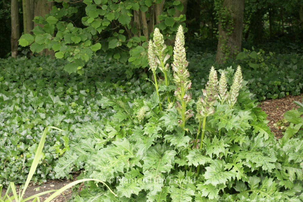 Acanthus mollis