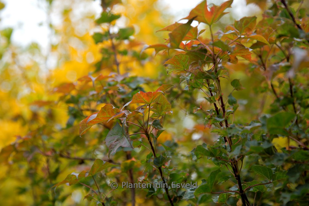 Acer ‘Ample Surprise’
