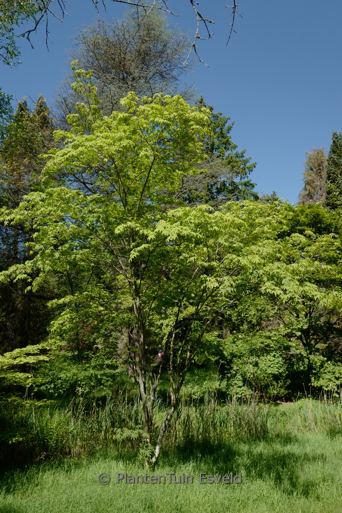 Acer ‘Gimborn’s Sturdy Green’