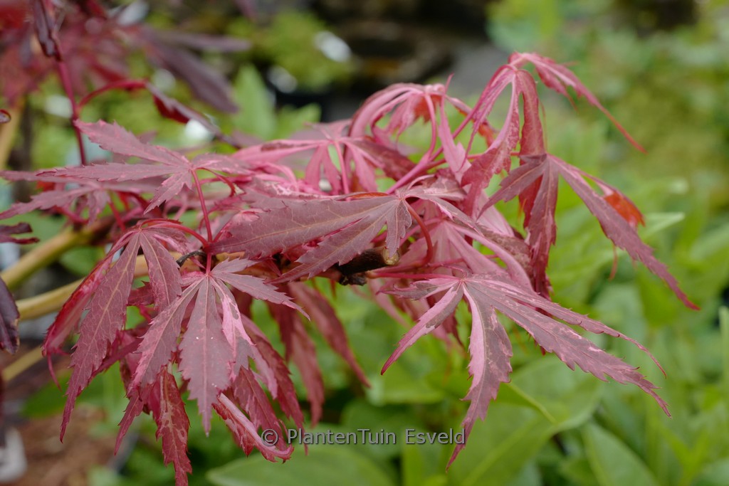 Acer ‘Lileeanne’s Jewel’ (EXTRAVAGANZA) (Variegatum Group)