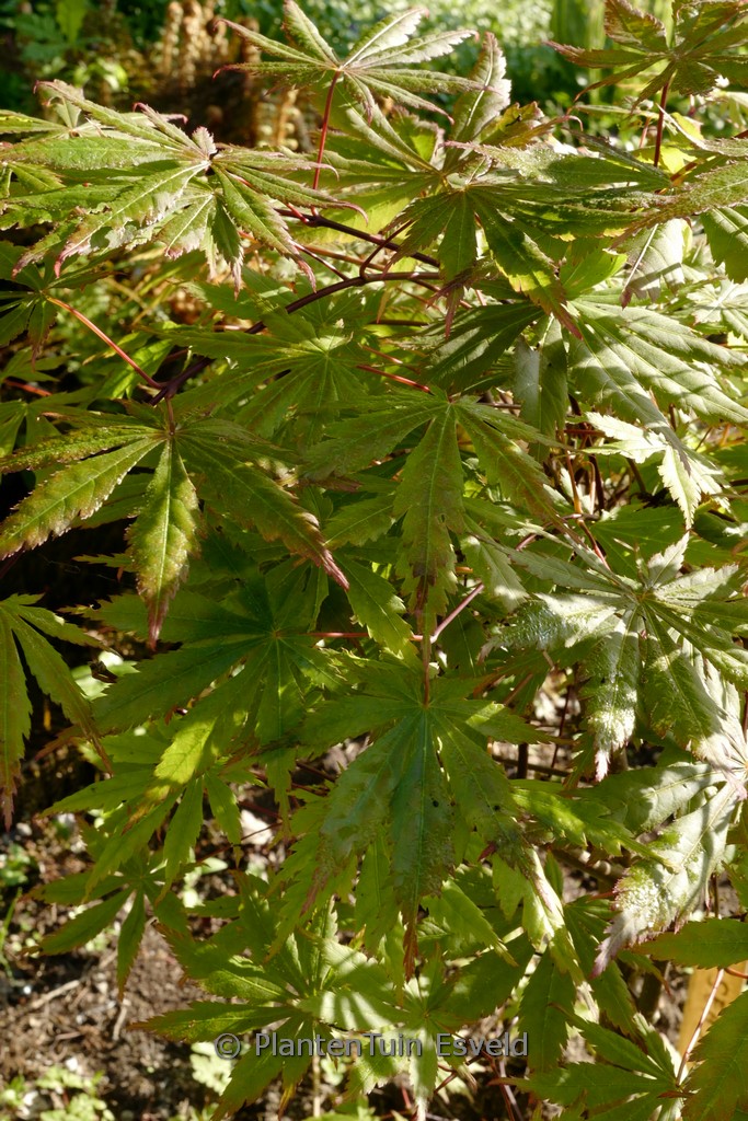 Acer ‘Seasons of Change’