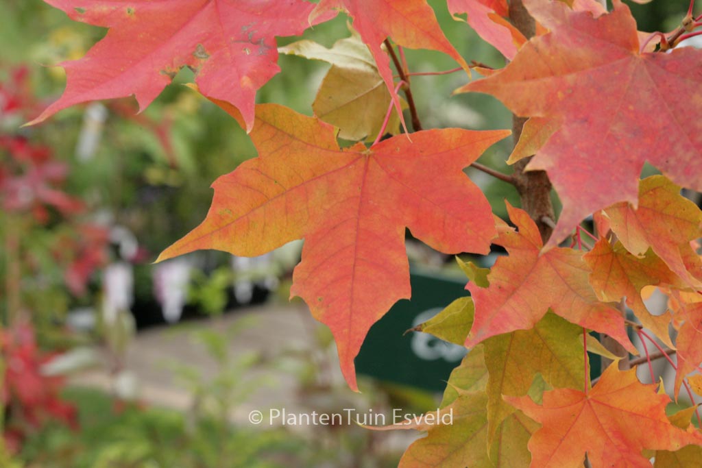 Acer ‘Warrenred’ (PACIFIC SUNSET)