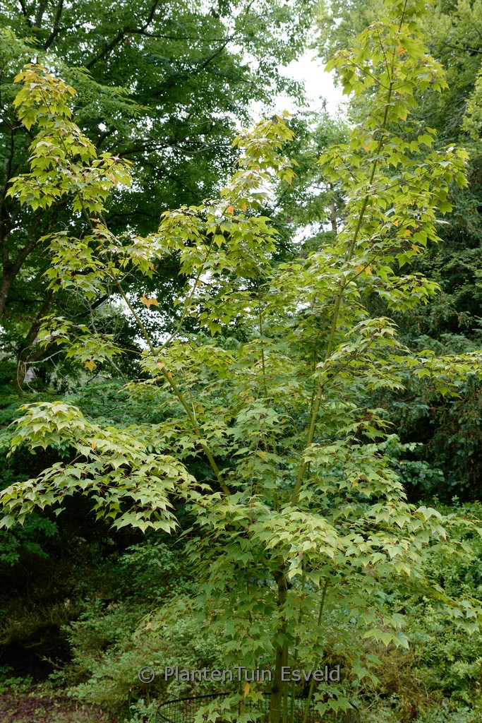 Acer acuminatum