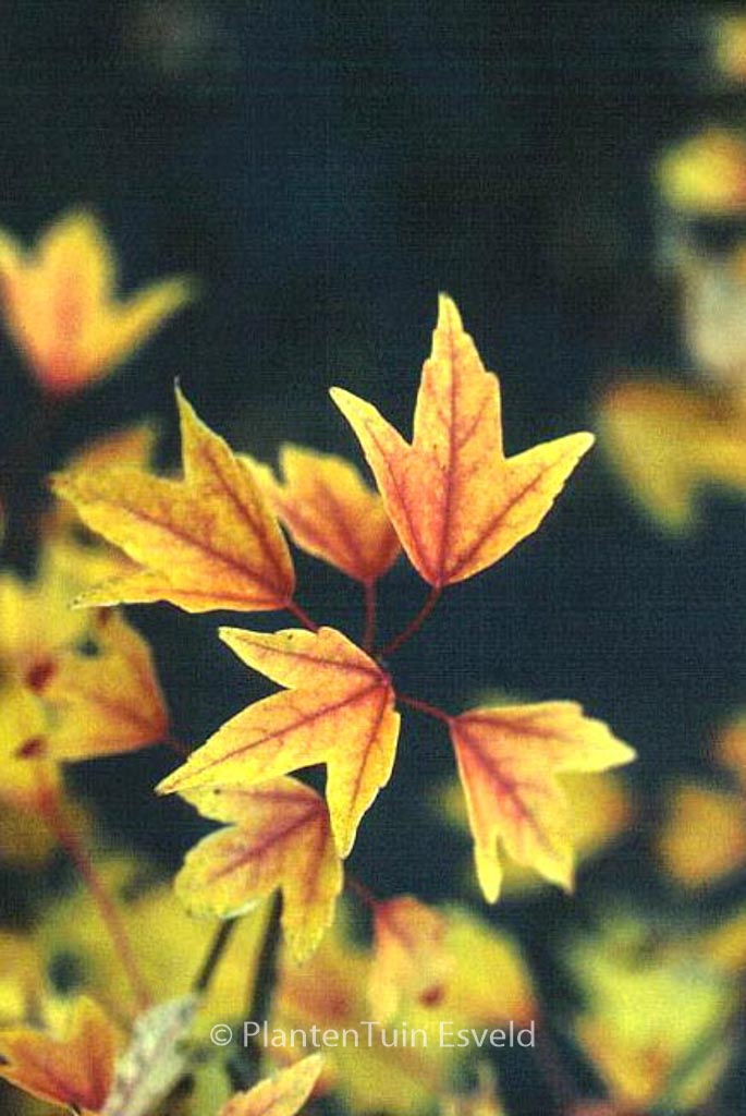 Acer buergerianum ‘Shirley Debacq’