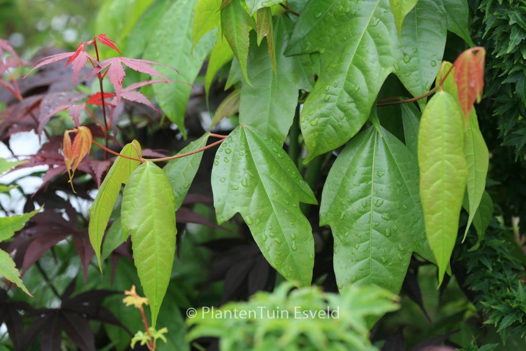 Acer calcaratum