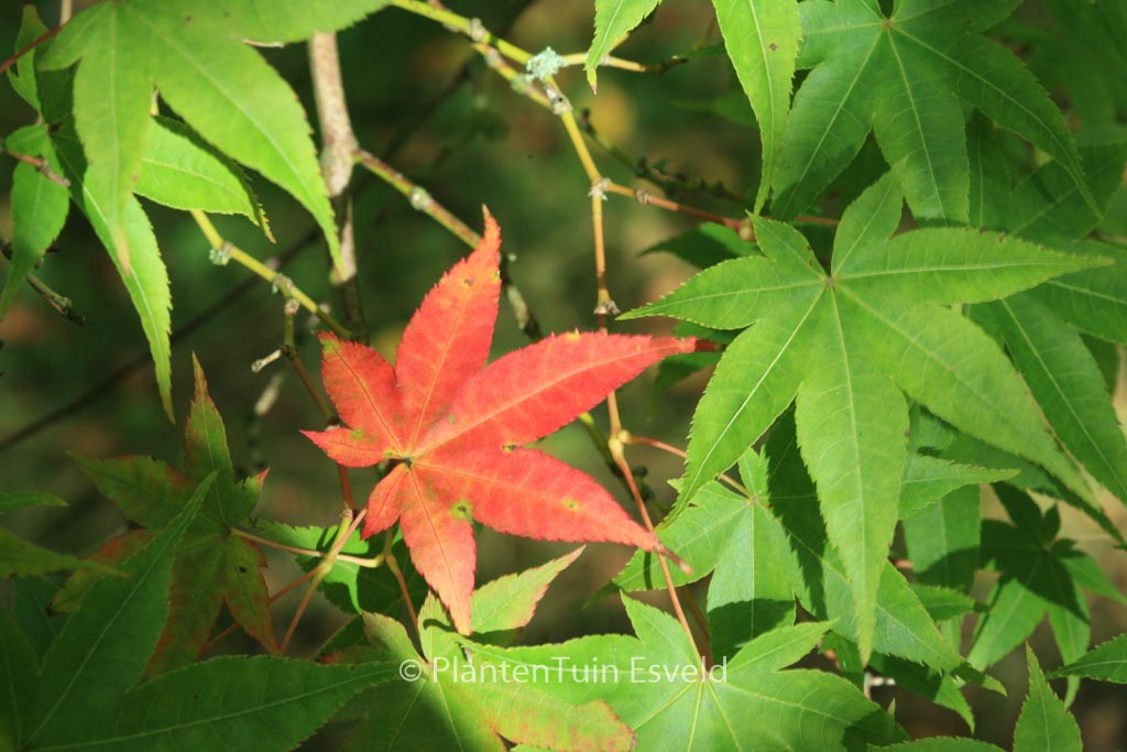 Acer campbellii ssp. flabellatum yunnanense