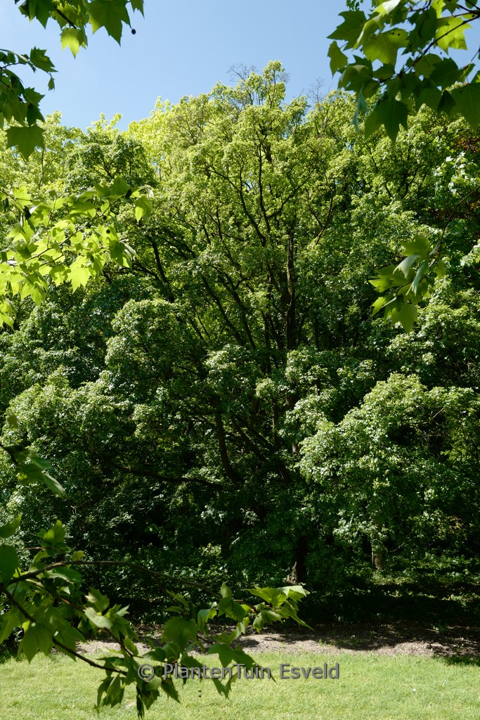 Acer campestre ‘Elsrijk’