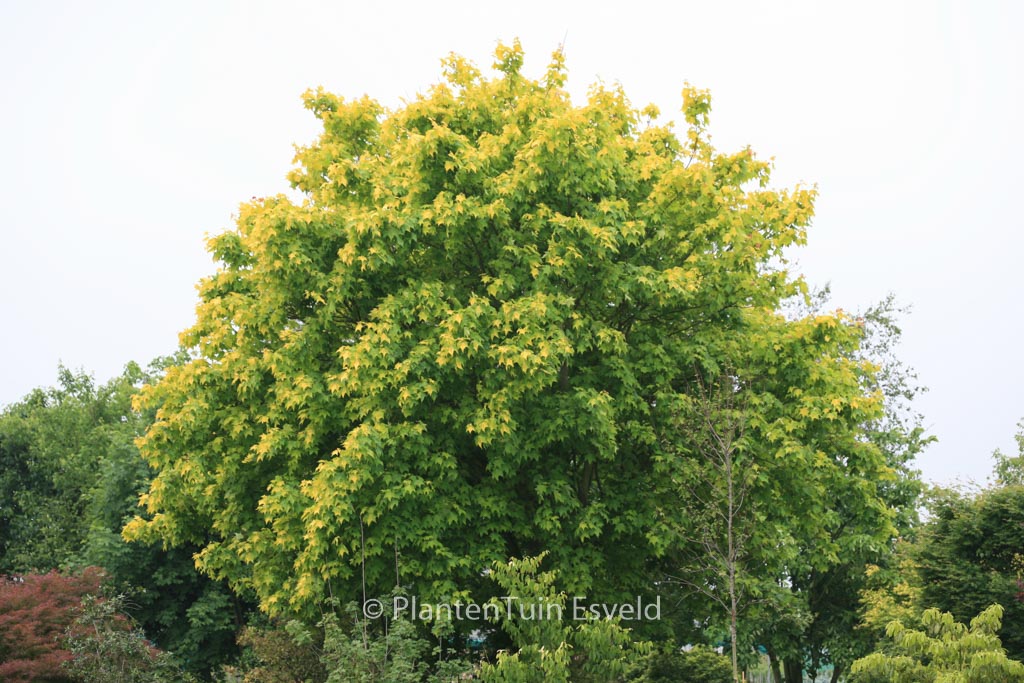 Acer cappadocicum ‘Aureum’