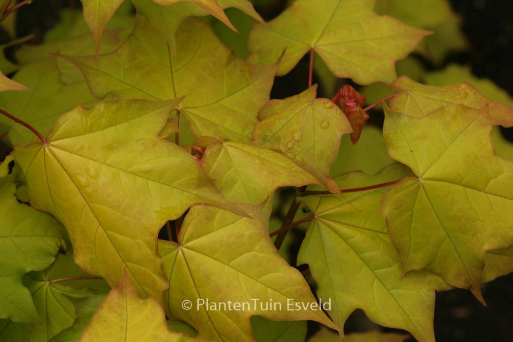Acer cappadocicum ‘De Oirsprong’
