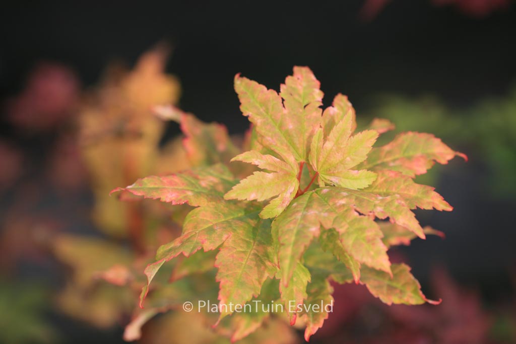 Acer circinatum ‘Pacific Fire’