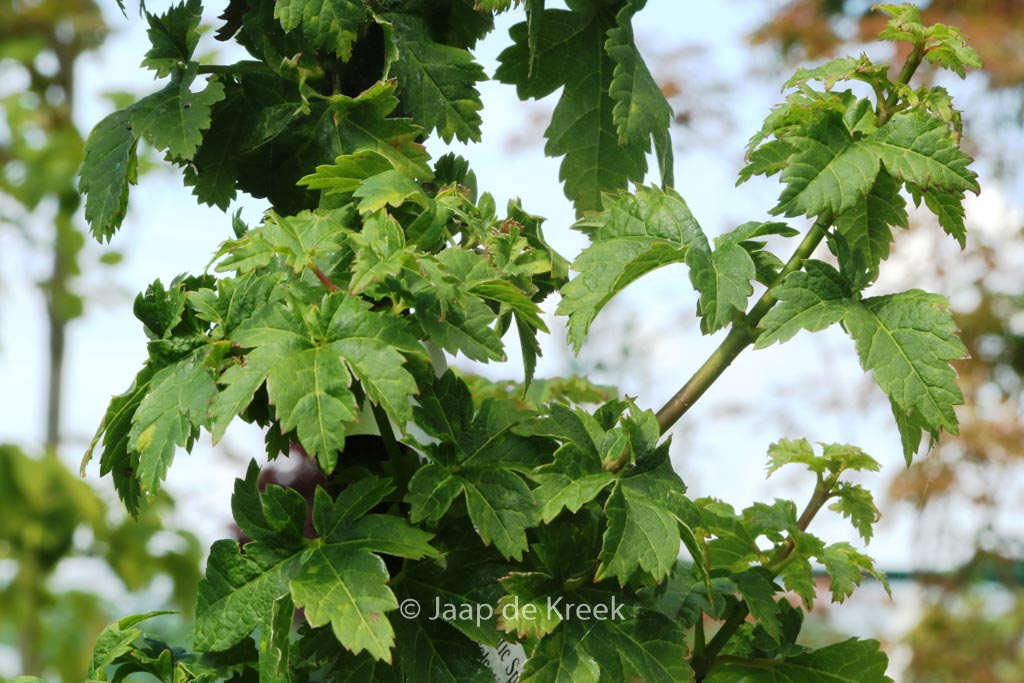 Acer circinatum ‘Pacific Sprite’