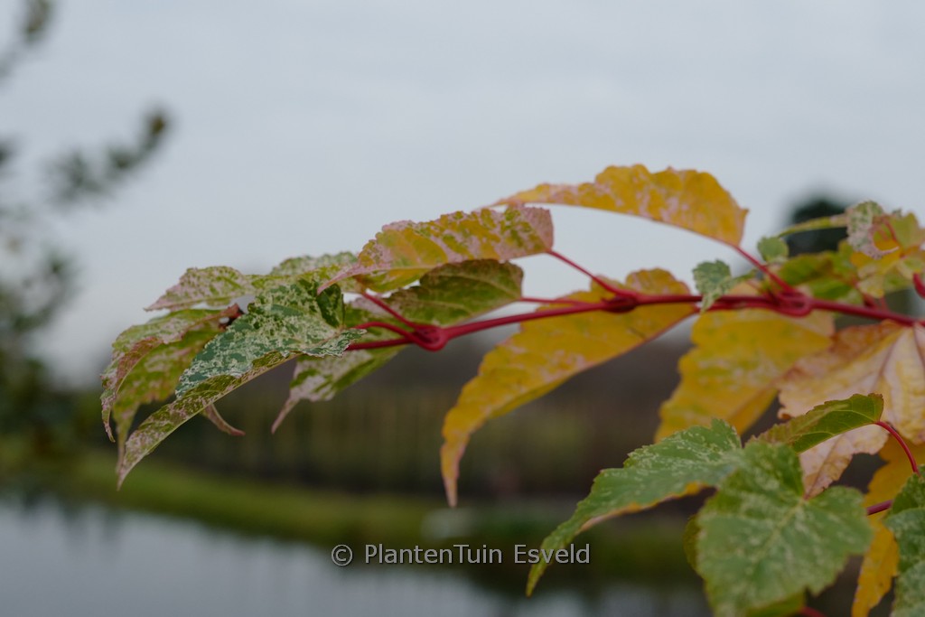 Acer conspicuum ‘Red Flamingo’