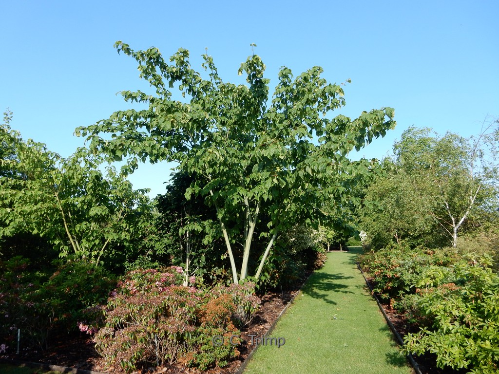 Acer conspicuum ‘Silver Vein’