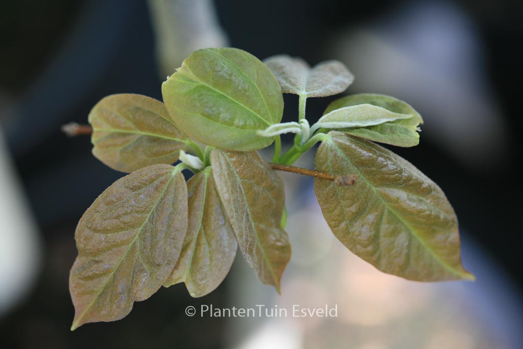 Acer coriaceifolium