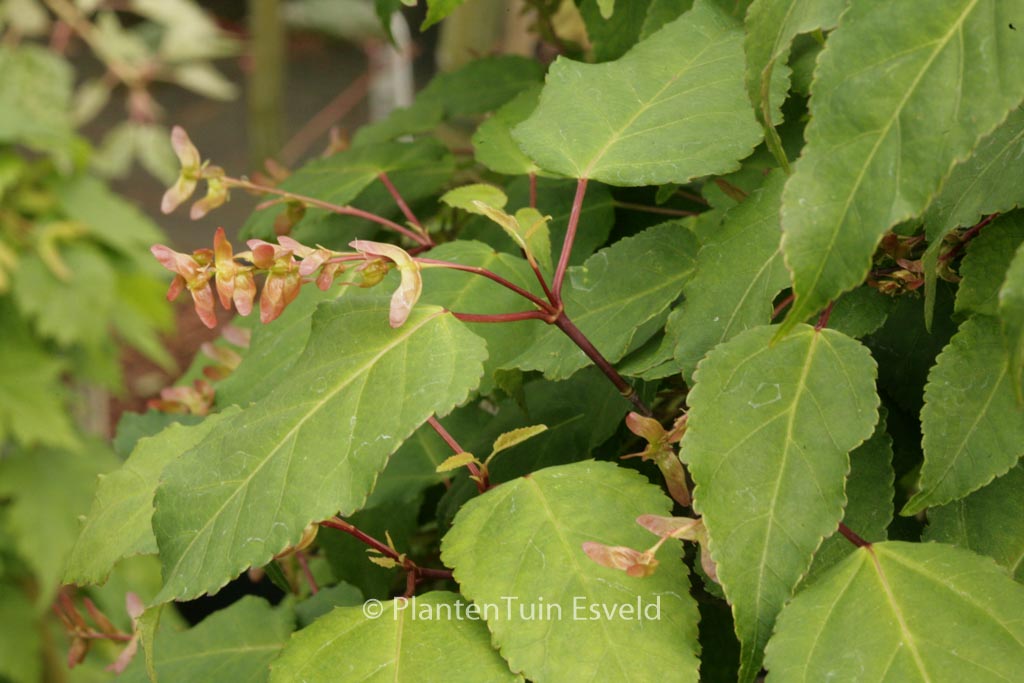 Acer crataegifolium