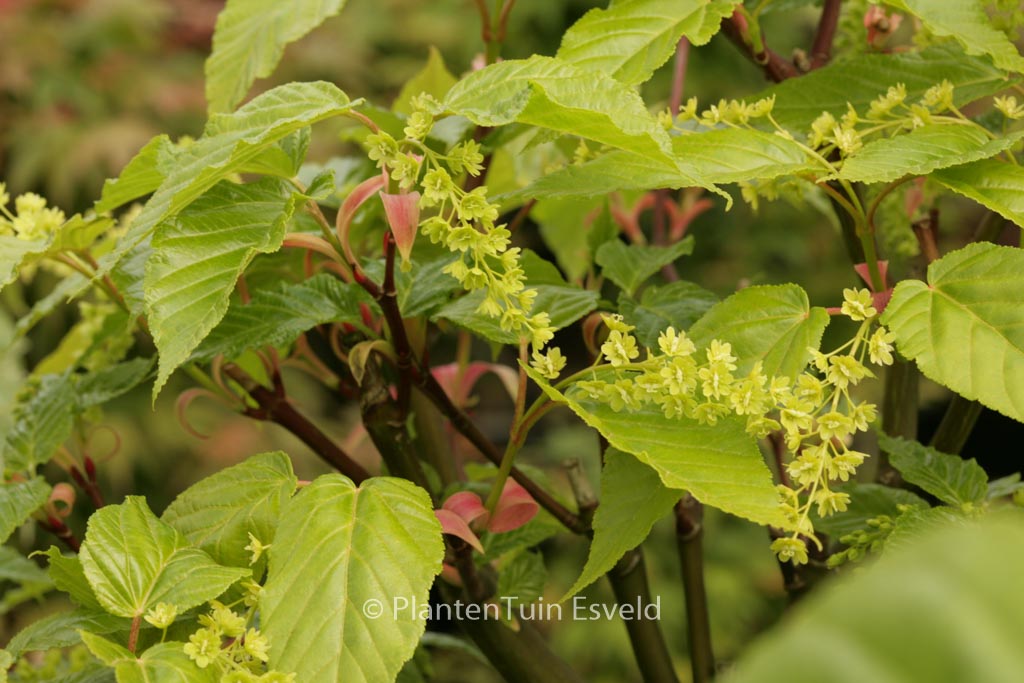 Acer davidii ‘Ernest Wilson’