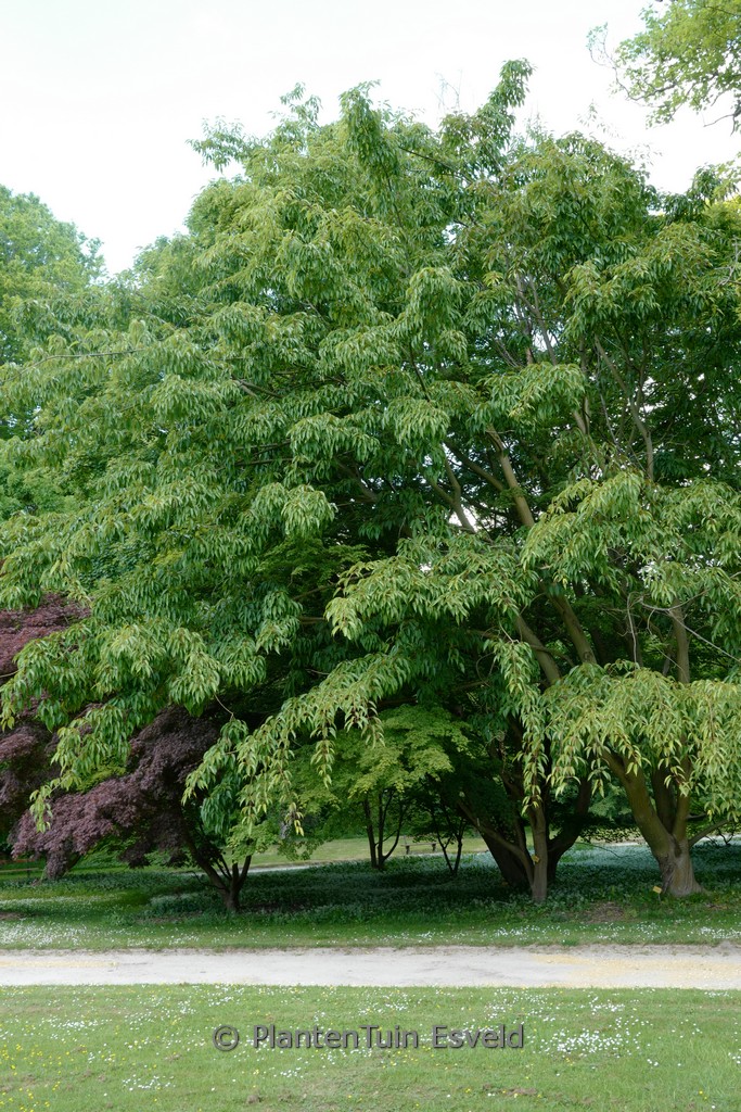 Acer davidii ‘George Forrest’